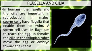 FLAGELLA AND CILIA
•In humans, the flagella and
the cilia are important in
reproduction. In males,
sperm cells have flagella that
enable them to swim. A
sperm cell uses its flagellum
to reach the egg. In females
the cilia in the fallopian tubes
move the egg or embryo
toward the uterus.
 