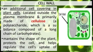 CELL WALL
•an additional cell covering in
plant cells. Located outside the
plasma membrane & primarily
made of cellulose (a
polysaccharide, which is a su
bstance composed of a long
chain of carbohydrates).
•mantains the shape of the plant,
protects the cell, and helps
regulate the cell's uptake of
 