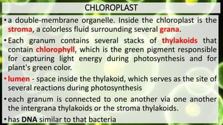 CHLOROPLAST
•a double-membrane organelle. Inside the chloroplast is the
stroma, a colorless fluid surrounding several grana.
•Each granum contains several stacks of thylakoids that
contain chlorophyll, which is the green pigment responsible
for capturing light energy during photosynthesis and for
plant's green color.
•lumen - space inside the thylakoid, which serves as the site of
several reactions during photosynthesis
•each granum is connected to one another via one another
the intergrana thylakoids or the stroma thylakoids.
•has DNA similar to that bacteria
 
