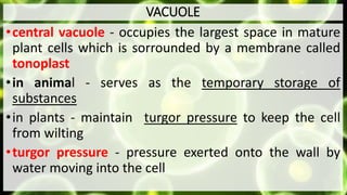 VACUOLE
•central vacuole - occupies the largest space in mature
plant cells which is sorrounded by a membrane called
tonoplast
•in animal - serves as the temporary storage of
substances
•in plants - maintain turgor pressure to keep the cell
from wilting
•turgor pressure - pressure exerted onto the wall by
water moving into the cell
 