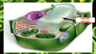 CENTRAL
VACUOLE
 