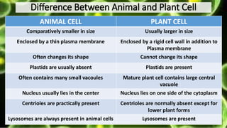 Difference Between Animal and Plant Cell
ANIMAL CELL PLANT CELL
Comparatively smaller in size Usually larger in size
Enclosed by a thin plasma membrane Enclosed by a rigid cell wall in addition to
Plasma membrane
Often changes its shape Cannot change its shape
Plastids are usually absent Plastids are present
Often contains many small vacoules Mature plant cell contains large central
vacuole
Nucleus usually lies in the center Nucleus lies on one side of the cytoplasm
Centrioles are practically present Centrioles are normally absent except for
lower plant forms
Lysosomes are always present in animal cells Lysosomes are present
 