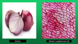 Onion Onion's epidermal cell
 