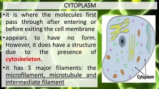 CYTOPLASM
•it is where the molecules first
pass through after entering or
before exiting the cell membrane
•appears to have no form.
However, it does have a structure
due to the presence of
cytoskeleton.
•it has 3 major filaments: the
microfilament, microtubule and
intermediate filament
 