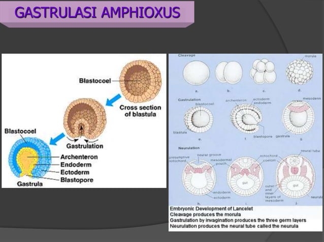 BIOUnnes_Gastrula & Neurula | PPTX