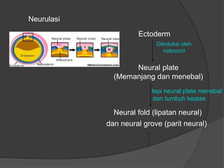 BIOUnnes_Gastrula & Neurula | PPTX