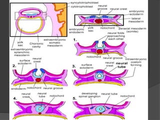 BIOUnnes_Gastrula & Neurula | PPTX
