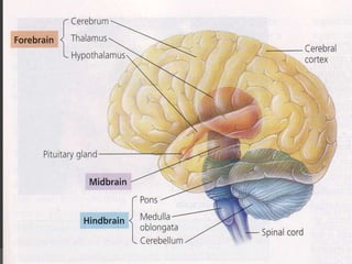 BIOUnnes_Gastrula & Neurula | PPTX