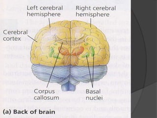 BIOUnnes_Gastrula & Neurula | PPTX