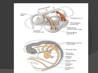 BIOUnnes_Gastrula & Neurula | PPTX