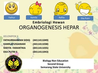 KELOMPOK 6
FATHURRAHMAN SIDIQ (4411411049)
KAMILATUSSANIAH (4411411038)
RAFITA FARANTIKA (4411411035)
EKA PUTRI S (4411411043)
ORGANOGENESIS HEPAR
Fathur Kamila Rafita Eka Putri
Biology Non Education
Second Group
Semarang State University
 