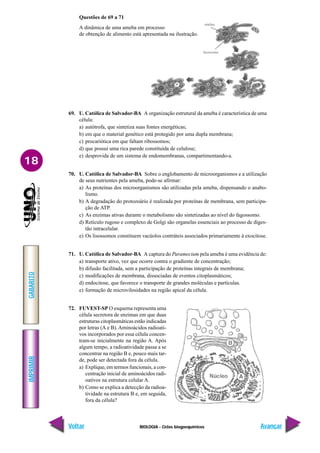 BIOLOGIA - Ciclos biogoequímicos
IMPRIMIR
Voltar
GABARITO
Avançar
18
Questões de 69 a 71
A dinâmica de uma ameba em processo
de obtenção de alimento está apresentada na ilustração.
69. U. Católica de Salvador-BA A organização estrutural da ameba é característica de uma
célula:
a) autótrofa, que sintetiza suas fontes energéticas;
b) em que o material genético está protegido por uma dupla membrana;
c) procariótica em que faltam ribossomos;
d) que possui uma rica parede constituída de celulose;
e) desprovida de um sistema de endomembranas, compartimentando-a.
70. U. Católica de Salvador-BA Sobre o englobamento de microorganismos e a utilização
de seus nutrientes pela ameba, pode-se afirmar:
a) As proteínas dos microorganismos são utilizadas pela ameba, dispensando o anabo-
lismo.
b) A degradação do protozoário é realizada por proteínas de membrana, sem participa-
ção de ATP.
c) As enzimas ativas durante o metabolismo são sintetizadas ao nível do fagossomo.
d) Retículo rugoso e complexo de Golgi são organelas essenciais ao processo de diges-
tão intracelular.
e) Os lisossomos constituem vacúolos contráteis associados primariamente à exocitose.
71. U. Católica de Salvador-BA A captura do Paramecium pela ameba é uma evidência de:
a) transporte ativo, vez que ocorre contra o gradiente de concentração;
b) difusão facilitada, sem a participação de proteínas integrais de membrana;
c) modificações de membrana, dissociadas de eventos citoplasmáticos;
d) endocitose, que favorece o transporte de grandes moléculas e partículas.
e) formação de microvilosidades na região apical da célula.
72. FUVEST-SP O esquema representa uma
célula secretora de enzimas em que duas
estruturas citoplasmáticas estão indicadas
por letras (A e B). Aminoácidos radioati-
vos incorporados por essa célula concen-
tram-se inicialmente na região A. Após
algum tempo, a radioatividade passa a se
concentrar na região B e, pouco mais tar-
de, pode ser detectada fora da célula.
a) Explique, em termos funcionais, a con-
centração inicial de aminoácidos radi-
oativos na estrutura celular A.
b) Como se explica a detecção da radioa-
tividade na estrutura B e, em seguida,
fora da célula?
 