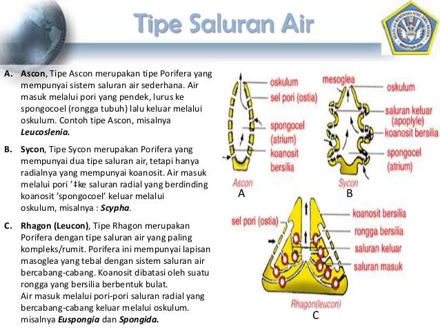 Filum porifera materi kelas X