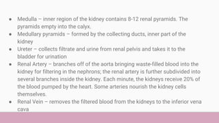 ● Medulla – inner region of the kidney contains 8-12 renal pyramids. The
pyramids empty into the calyx.
● Medullary pyrami...