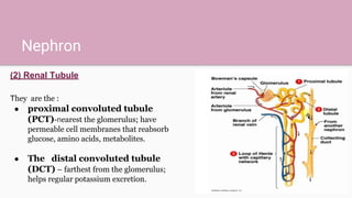 Nephron
(2) Renal Tubule
They are the :
● proximal convoluted tubule
(PCT)-nearest the glomerulus; have
permeable cell membranes that reabsorb
glucose, amino acids, metabolites.
● The distal convoluted tubule
(DCT) – farthest from the glomerulus;
helps regular potassium excretion.
 