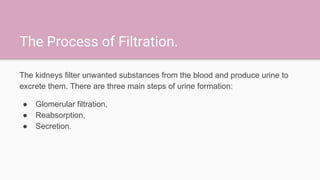 The Process of Filtration.
The kidneys filter unwanted substances from the blood and produce urine to
excrete them. There are three main steps of urine formation:
● Glomerular filtration,
● Reabsorption,
● Secretion.
 