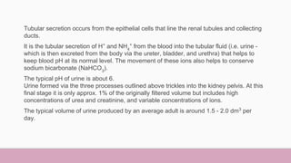 urinary system Slide 24