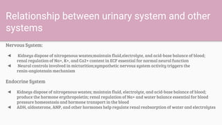 Relationship between urinary system and other
systems
Nervous System:
◄ Kidneys dispose of nitrogenous wastes;maintain fluid,electrolyte, and acid-base balance of blood;
renal regulation of Na+, K+, and Ca2+ content in ECF essential for normal neural function
◄ Neural controls involved in micturition;sympathetic nervous system activity triggers the
renin-angiotensin mechanism
Endocrine System
◄ Kidneys dispose of nitrogenous wastes; maintain fluid, electrolyte, and acid-base balance of blood;
produce the hormone erythropoietin; renal regulation of Na+ and water balance essential for blood
pressure homeostasis and hormone transport in the blood
◄ ADH, aldosterone, ANP, and other hormones help regulate renal reabsorption of water and electrolytes
 