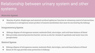 urinary system Slide 28
