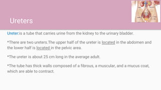 Ureters
Ureter:is a tube that carries urine from the kidney to the urinary bladder.
*There are two ureters.The upper half ...