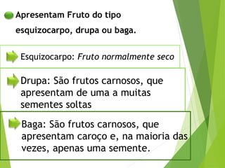 Apresentam Fruto do tipo
esquizocarpo, drupa ou baga.
Esquizocarpo: Fruto normalmente seco
Drupa: São frutos carnosos, que
apresentam de uma a muitas
sementes soltas
Baga: São frutos carnosos, que
apresentam caroço e, na maioria das
vezes, apenas uma semente.
 