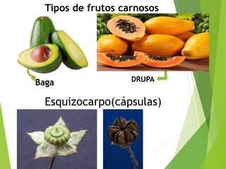 Esquizocarpo(cápsulas)
Tipos de frutos carnosos
Baga DRUPA
 
