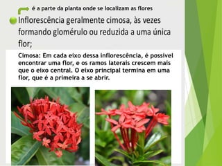 Cimosa: Em cada eixo dessa inflorescência, é possível
encontrar uma flor, e os ramos laterais crescem mais
que o eixo central. O eixo principal termina em uma
flor, que é a primeira a se abrir.
é a parte da planta onde se localizam as flores
 
