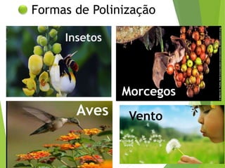 Formas de Polinização
Insetos
Morcegos
Aves Vento
 
