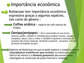 Importância econômica
Rubiaceae tem importância econômica
expressiva graças a algumas espécies,
tais como do gênero :
Coffea arábica - espécie de café natural da
Etiópia
Genipa(jenipapo) - Ele é consumido em sua forma
natural, porém, também é utilizado para produzir licores, xaropes,
compotas, doces, suco e vinho, e também é possível a extração de
corantes dos frutos imaturos No Brasil é possível encontrar o fruto
do Norte ao Sudeste do país.
Espécies de Rubiaceae em que se pode explorar a madeira como a
Calycophyllum multiflorum (pau-mulato) na construção civil e
fabrico de móveis e a Amaioua guianensis (Marmelada-brava)
empregado na construção de peças flexíveis e vergadas.
 