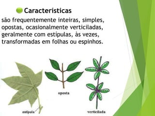 Características
são frequentemente inteiras, simples,
opostas, ocasionalmente verticiladas,
geralmente com estípulas, às vezes,
transformadas em folhas ou espinhos.
 
