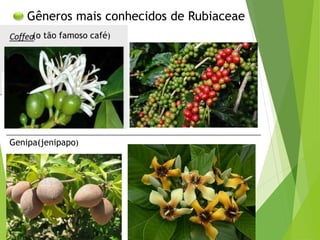 Gêneros mais conhecidos de Rubiaceae
(o tão famoso café)
Genipa(jenipapo)
 