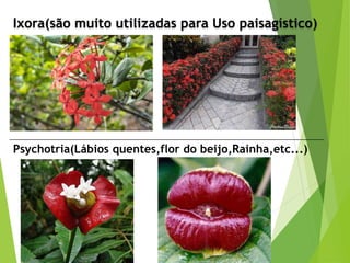Ixora(são muito utilizadas para Uso paisagístico)
Psychotria(Lábios quentes,flor do beijo,Rainha,etc...)
 