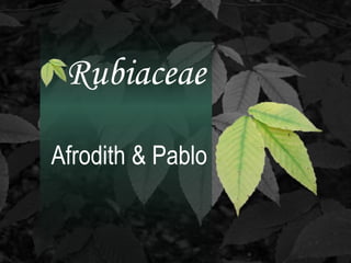 Rubiaceae
Afrodith & Pablo
 