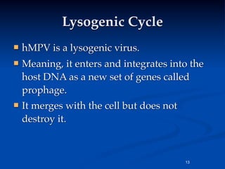 Lysogenic Cycle
   hMPV is a lysogenic virus.
   Meaning, it enters and integrates into the
    host DNA as a new set of genes called
    prophage.
   It merges with the cell but does not
    destroy it.



                                           13
 