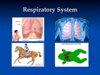 Respiratory System
 
