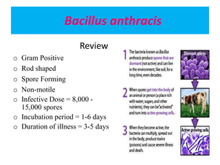 Bacillus anthracis
Review
o Gram Positive
o Rod shaped
o Spore Forming
o Non-motile
o Infective Dose = 8,000 -
15,000 spores
o Incubation period = 1-6 days
o Duration of illness = 3-5 days
 