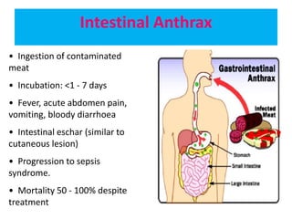 Intestinal Anthrax
• Ingestion of contaminated
meat
• Incubation: <1 - 7 days
• Fever, acute abdomen pain,
vomiting, bloody diarrhoea
• Intestinal eschar (similar to
cutaneous lesion)
• Progression to sepsis
syndrome.
• Mortality 50 - 100% despite
treatment
 