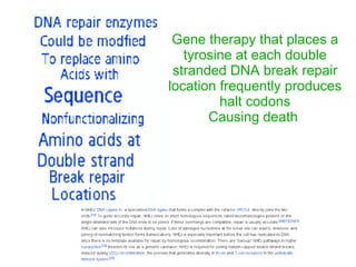 Gene therapy that places a
tyrosine at each double
stranded DNA break repair
location frequently produces
halt codons
Causing death
 