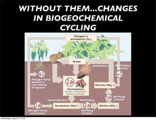 WITHOUT THEM...CHANGES
                     IN BIOGEOCHEMICAL
                           CYCLING




Wednesday, August 15, 2012
 