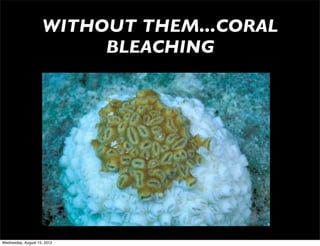 WITHOUT THEM...CORAL
                         BLEACHING




Wednesday, August 15, 2012
 