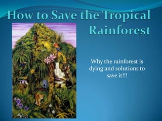 How to Save the Tropical Rainforest Why the rainforest is dying and solutions to save it!!! 