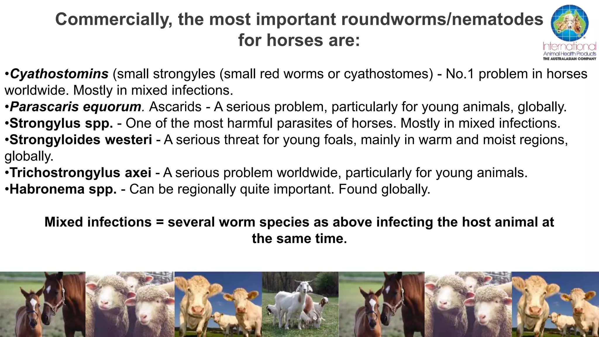 Commercially, the most important roundworms/nematodes
for horses are:
•Cyathostomins (small strongyles (small red worms or cyathostomes) - No.1 problem in horses
worldwide. Mostly in mixed infections.
•Parascaris equorum. Ascarids - A serious problem, particularly for young animals, globally.
•Strongylus spp. - One of the most harmful parasites of horses. Mostly in mixed infections.
•Strongyloides westeri - A serious threat for young foals, mainly in warm and moist regions,
globally.
•Trichostrongylus axei - A serious problem worldwide, particularly for young animals.
•Habronema spp. - Can be regionally quite important. Found globally.
Mixed infections = several worm species as above infecting the host animal at
the same time.
 