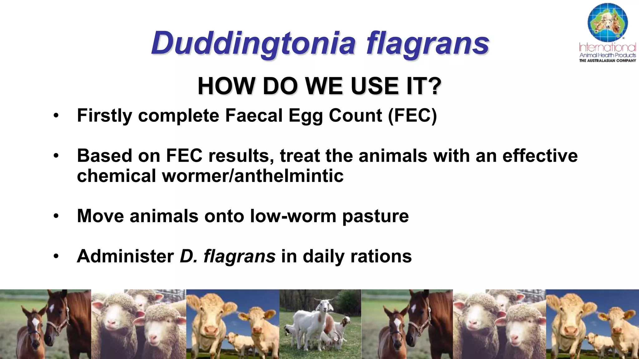 HOW DO WE USE IT?
Duddingtonia flagrans
• Firstly complete Faecal Egg Count (FEC)
• Based on FEC results, treat the animals with an effective
chemical wormer/anthelmintic
• Move animals onto low-worm pasture
• Administer D. flagrans in daily rations
 