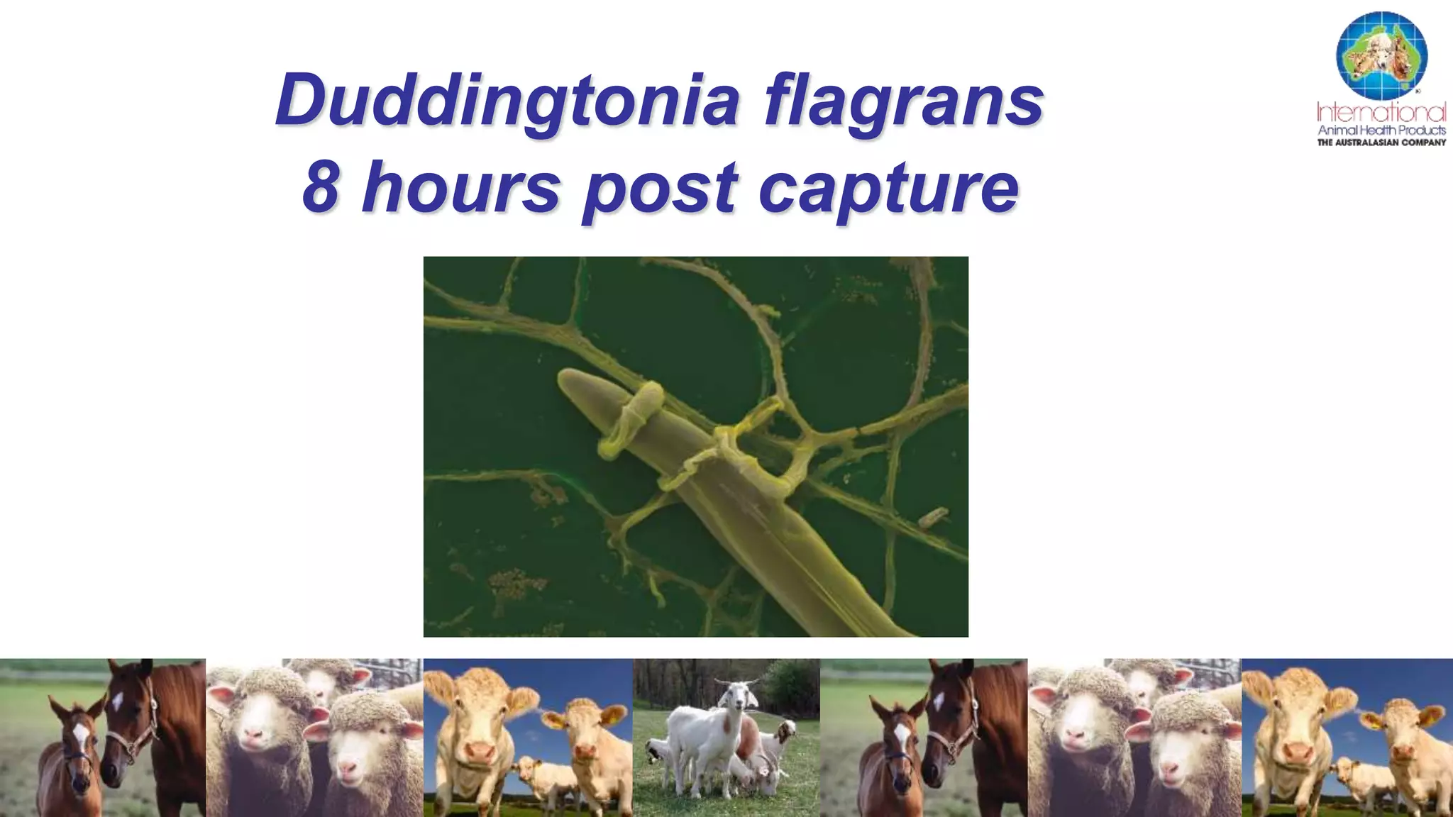 Duddingtonia flagrans
8 hours post capture
 