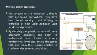 Microbial genome applications
Microorganisms are ubiquitous , that is
they are found everywhere. They have
been found surving and thriving in
extremes of heat ,cold ,radiation ,salt
,acidity and pressure.
By studying the genetic material of these
organisms ,scientists can begin to
understand these microbes at a very
fundamental level and isolate the genes
that give them their unique abilities to
survive under extreme conditions.
 
