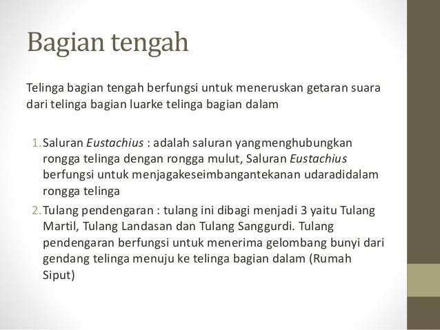 sistem indra pada  manusia