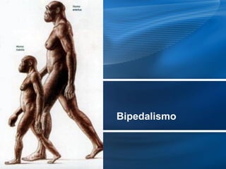 Bipedalismo
 