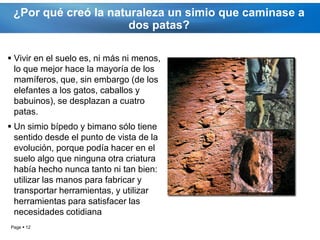 ¿Por qué creó la naturaleza un simio que caminase a
                      dos patas?

 Vivir en el suelo es, ni más ni menos,
  lo que mejor hace la mayoría de los
  mamíferos, que, sin embargo (de los
  elefantes a los gatos, caballos y
  babuinos), se desplazan a cuatro
  patas.
 Un simio bípedo y bimano sólo tiene
  sentido desde el punto de vista de la
  evolución, porque podía hacer en el
  suelo algo que ninguna otra criatura
  había hecho nunca tanto ni tan bien:
  utilizar las manos para fabricar y
  transportar herramientas, y utilizar
  herramientas para satisfacer las
  necesidades cotidiana
Page  12
 