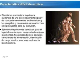 Característica difícil de explicar


 Bipedismo proporciona la primera
  evidencia de una diferencia morfológica y
  de comportamiento entre los homínidos y
  los póngidos, y numerosos escenarios han
  sido propuestas para su evolución.
 Ejemplos de presiones selectivas para el
  bipedalismo incluyen transporte de objetos
  o alimentos, hijos dependientes, posturas
  cambiantes de alimentación, disminución
  de carga térmica, una mayor eficiencia
  locomotriz etc.




  Page  14
 