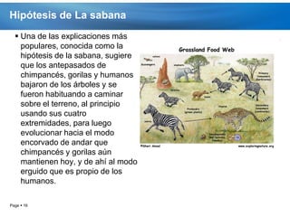 Hipótesis de La sabana
   Una de las explicaciones más
    populares, conocida como la
    hipótesis de la sabana, sugiere
    que los antepasados de
    chimpancés, gorilas y humanos
    bajaron de los árboles y se
    fueron habituando a caminar
    sobre el terreno, al principio
    usando sus cuatro
    extremidades, para luego
    evolucionar hacia el modo
    encorvado de andar que
    chimpancés y gorilas aún
    mantienen hoy, y de ahí al modo
    erguido que es propio de los
    humanos.

Page  16
 